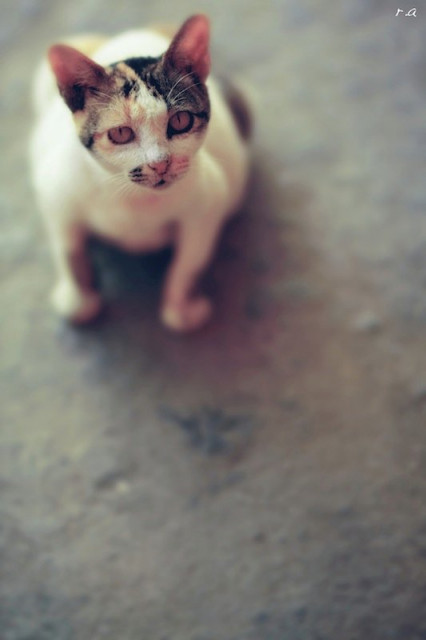 my pet