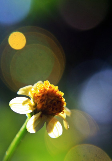 Flower-Flare-Bokeh