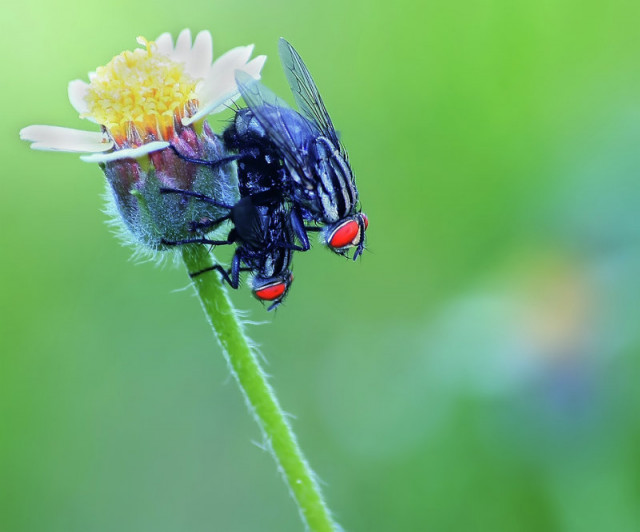 mating#2