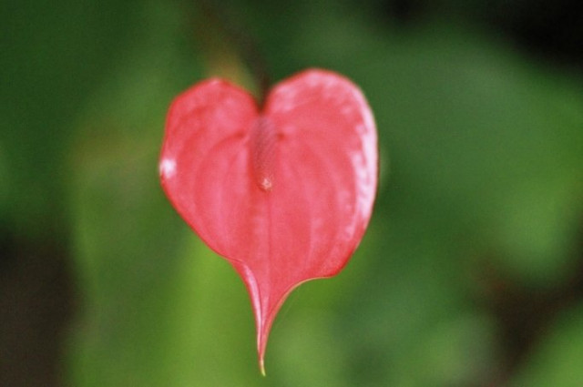 pink heart