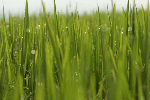 Millions of Morning Drops