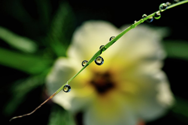 ~~ titik-titik embun ~~