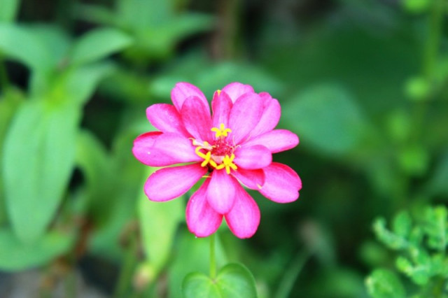 my flowers
