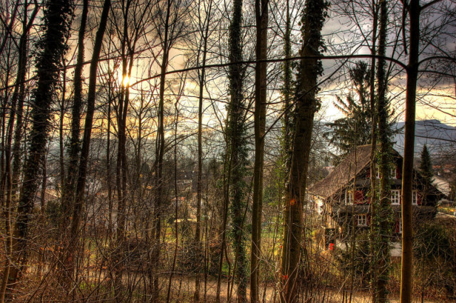 somewhere in the wood