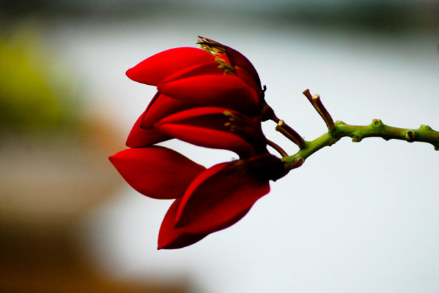 Merah