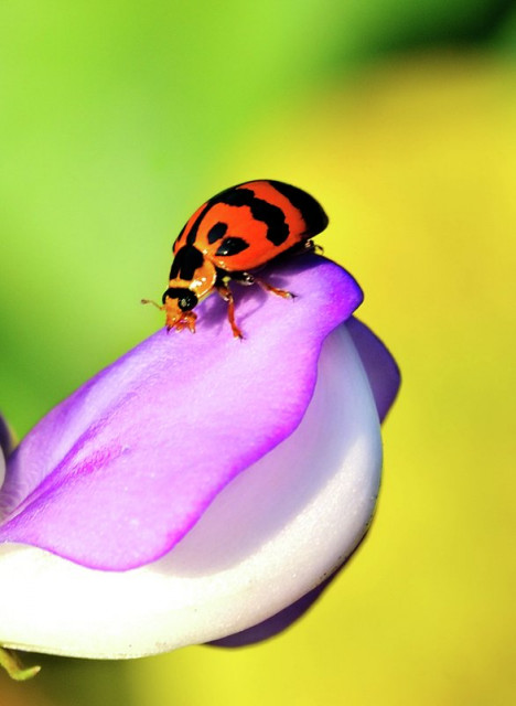 ~~lady bug~~