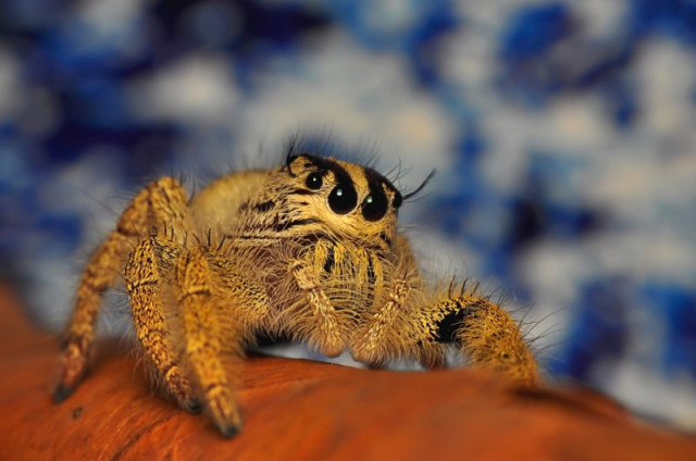 Mr. Hairy..
