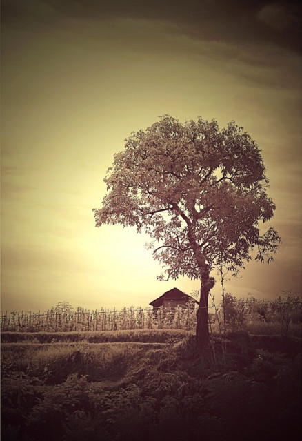 pondok ku