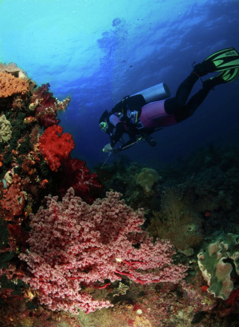soft coral dan diver