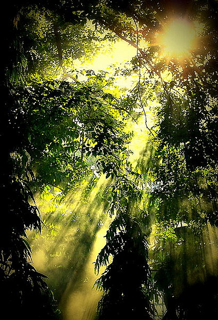 The Last of Rain Forest ???