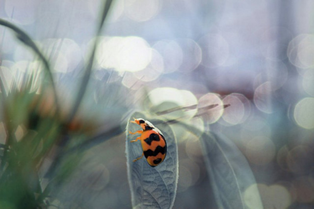 In The Beautiful Morning...