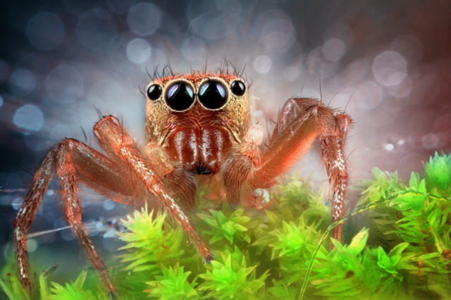 Spider