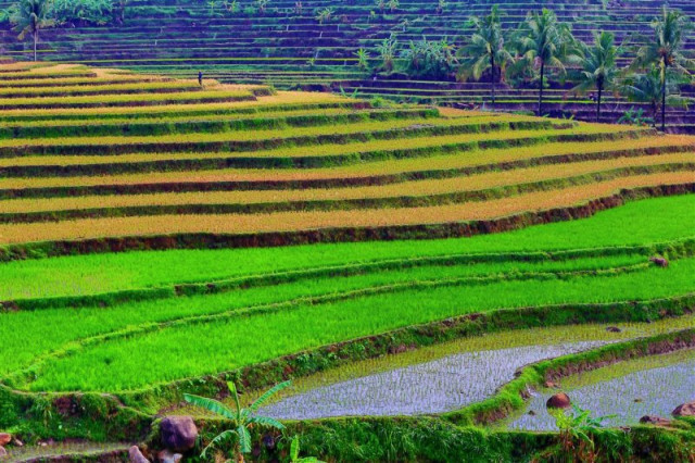 Rice Field.