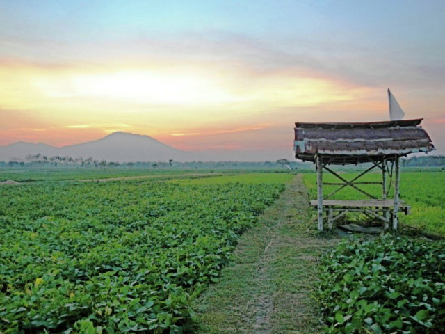 Sawah Kampungku