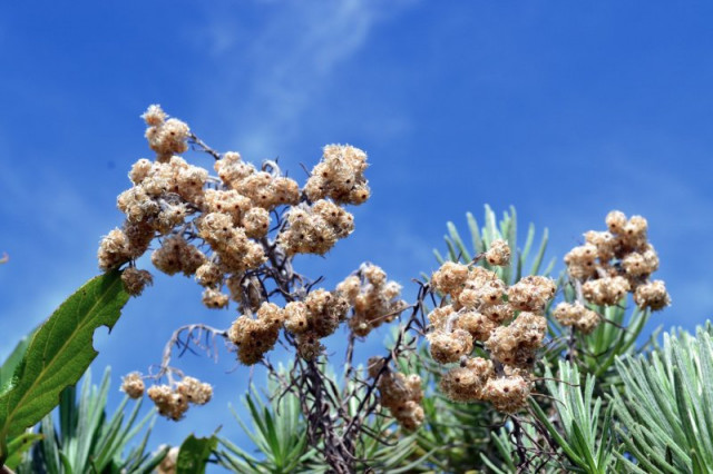 Edelweiss dari Ciremai