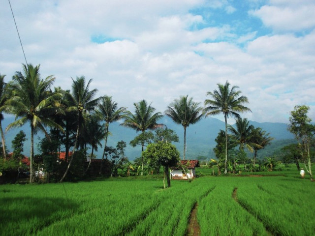 Sawah Menghijau