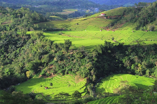 Pemandangan Nan Hijau
